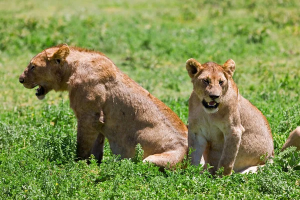 Lions Cubs Grass Ngorongoro Crater Tanzania — Foto Stock