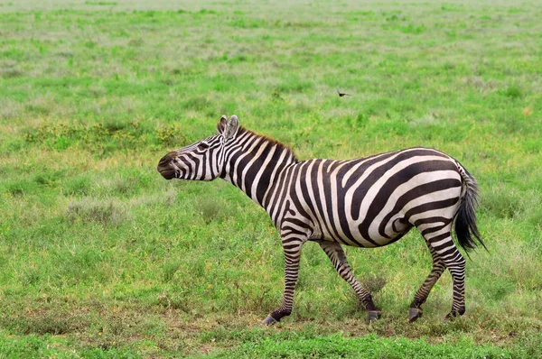 Zebras Parque Nacional Serengeti Tanzânia — Fotografia de Stock