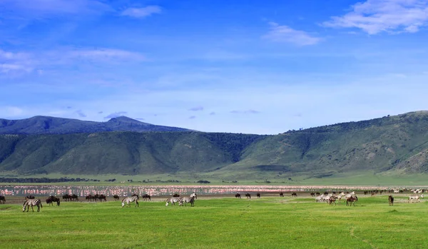 Pemandangan Indah Dengan Kawanan Sapi Pegunungan — Stok Foto