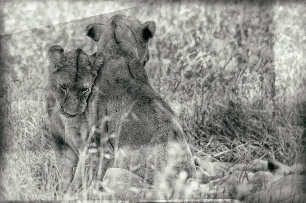 Imagem Estilo Vintage Filhotes Leão Grama Cratera Ngorongoro Tanzânia — Fotografia de Stock