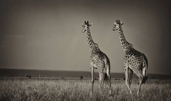 Žirafy Giraffa Camelopardalis Deltě Okavango Botswaně Afrika — Stock fotografie