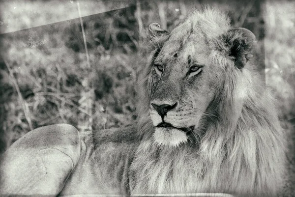 Vintage Stijl Afbeelding Van Een Afrikaanse Leeuw Het Maasai Mara — Stockfoto