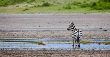 Zebralar Serengeti Milli Parkı, Tanzanya 'da