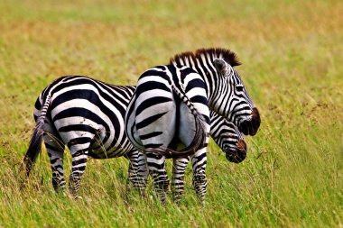 Zebralar Serengeti Milli Parkı, Tanzanya 'da