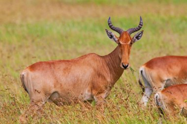 Impala antilopları, Tarangire Ulusal Parkı, Tanzanya