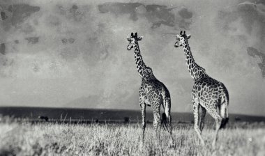 Zürafalar (Giraffa camelopardalis) Botsvana, Afrika 'da Okavango Deltası' nda