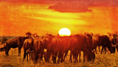 Mavi antiloplarla Afrika 'nın klasik günbatımı görüntüsü - Kenya, Afrika' daki Maasai Mara Ulusal Parkı