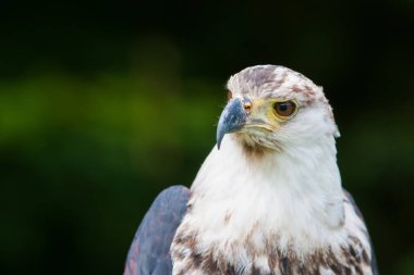 Afrika balık kartalı (Haliaeetus vocifer))
