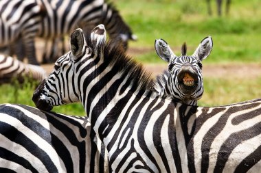 Zebras in the Ngorongoro Crater, Tanzania clipart