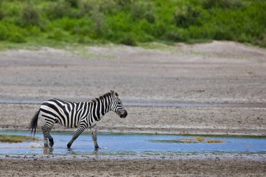 Zebra Tanzanya 'daki Serengeti Milli Parkı' nda