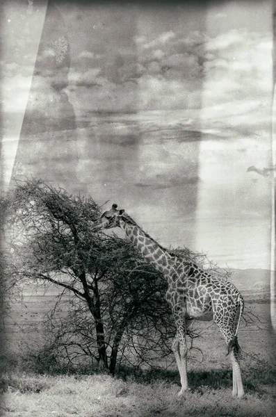 Жирафи Giraffa Camelopardalis Дельті Окаванго Ботсвані Африка — стокове фото