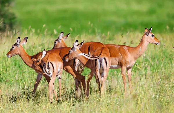 Impala Antelopes Národním Parku Tarangire Tanzanie — Stock fotografie