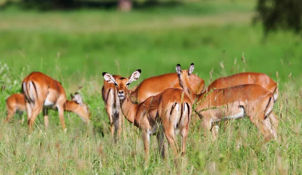 Антилопы Импала Национальном Парке Тарангире Танзания — стоковое фото
