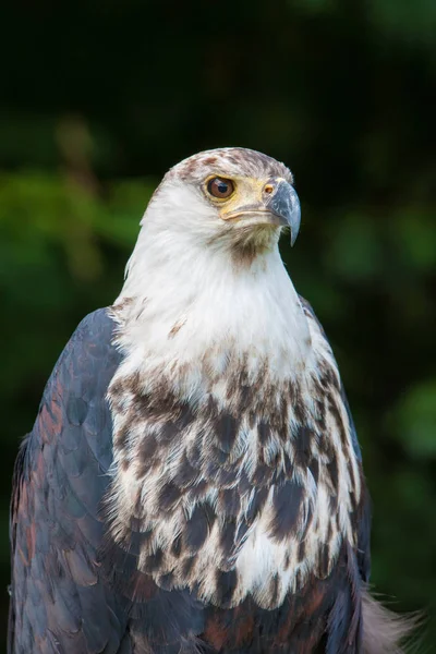 Aigle Poisson Africain Lac Naivasha Kenya — Photo