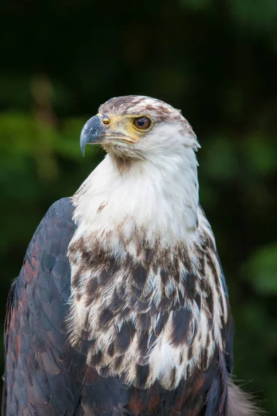 Águila Pescadora Africana Lago Naivasha Kenia — Foto de Stock