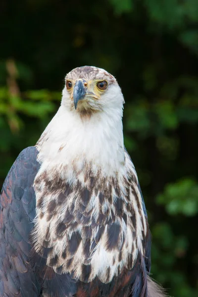 Aigle Poisson Africain Lac Naivasha Kenya — Photo