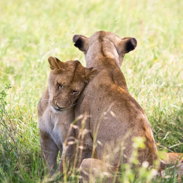 Leijonanpennut Ruohikossa Ngorongoron Kraatterissa Tansaniassa — kuvapankkivalokuva