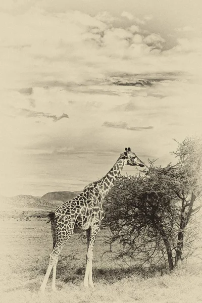 Giraffen Giraffa Camelopardalis Okavango Delta Botswana Afrika — Stockfoto