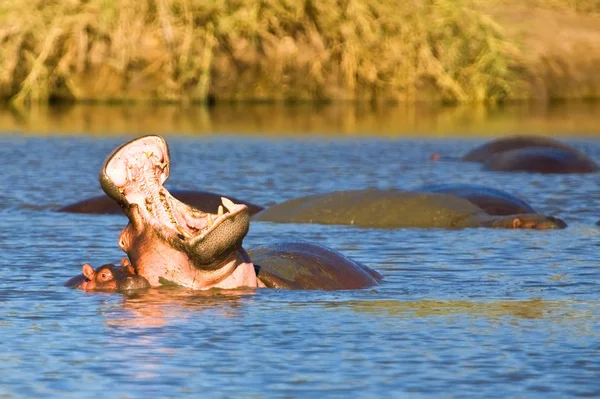 Tiro Perto Hipopótamo Água — Fotografia de Stock