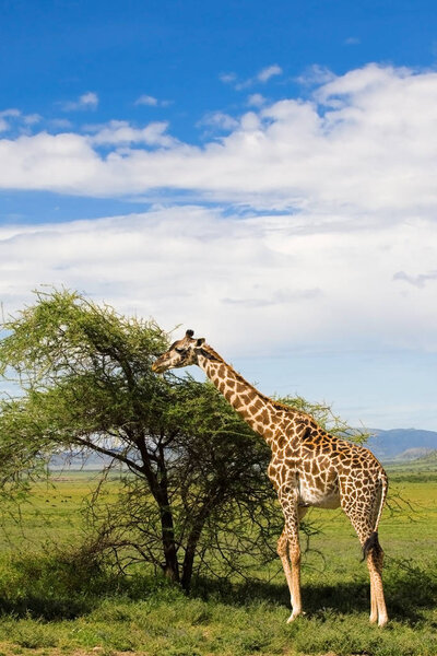 Giraffes (Giraffa camelopardalis) in the Okavango Delta in Botswana, Africa