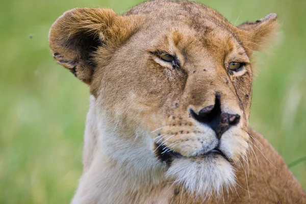 Afrikanisches Löwenweibchen Hlane Nationalpark Swasiland — Stockfoto
