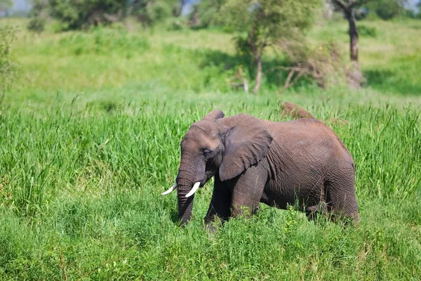 Afrikanischer Elefant Tarangire Nationalpark Tansania — Stockfoto