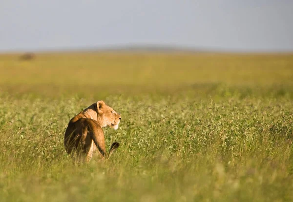 Afrikaanse Vrouwelijke Leeuw Hlane National Park Swaziland — Stockfoto