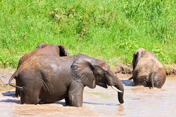 Elefantes Africanos Parque Nacional Tarangire Tanzania — Foto de Stock