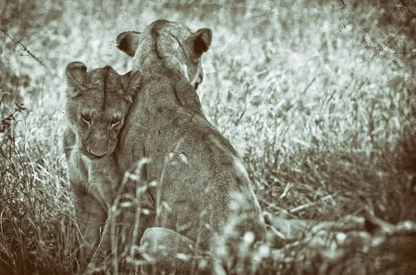 タンザニア ンゴロンゴロ川の草の中のライオンの赤ちゃんのヴィンテージスタイルの画像 — ストック写真