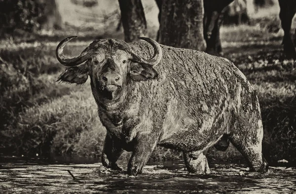 Kenya Daki Nakuru Gölü Ulusal Parkı Nda Afrika Bufalosu — Stok fotoğraf