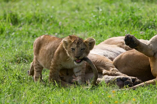 Aslan Yavrusu Ngorongoro Krateri Tanzanya Çimlerde Dişi Aslan Var — Stok fotoğraf