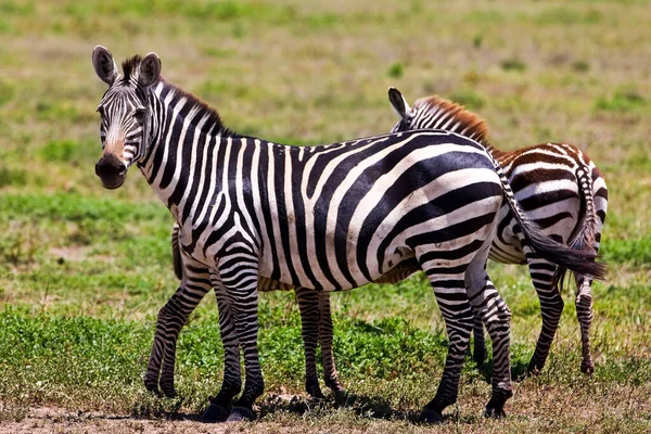 Zebras Ngorongoro Krater Tansania — Stockfoto