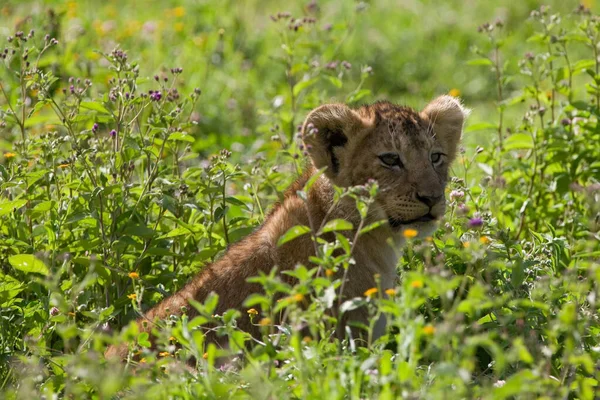 Afrikansk Løve Asai Mara – stockfoto