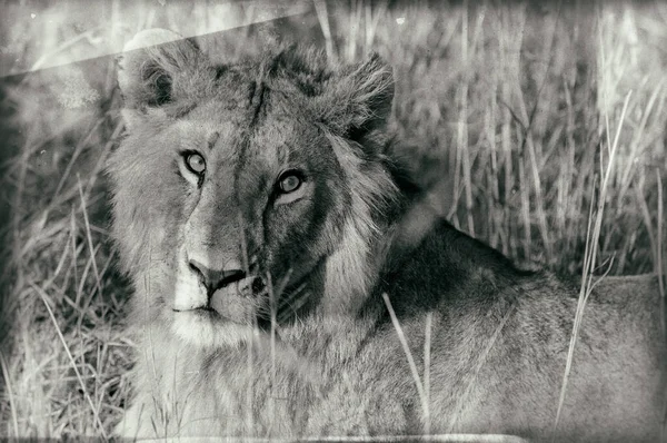 肯尼亚马赛马拉国家公园一只非洲狮子的仿古风格形象 — 图库照片