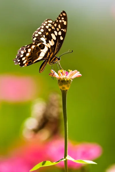美しい蝶は タンザニアのマニヤーラ湖国立公園の花にかかっています — ストック写真