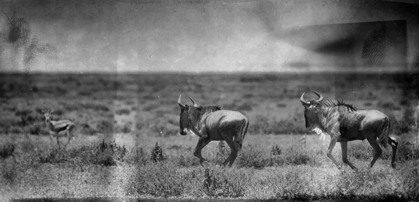 Чорно Біла Фотографія Молодого Африканського Бика — стокове фото