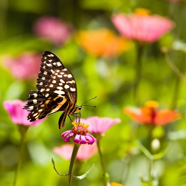 Beau Papillon Repose Sur Une Fleur Dans Parc National Lac — Photo