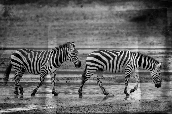 Zebras Serengeti Nationalpark Tansania — Stockfoto