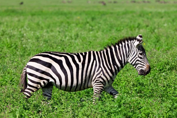 Cebra Cráter Ngorongoro Tanzania —  Fotos de Stock