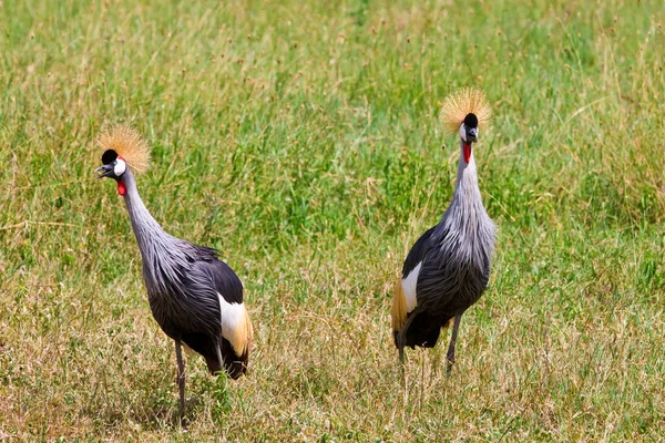 Par Hvite Storker Gresset – stockfoto