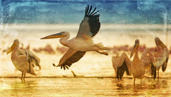 Imagem Estilo Vintage Pelicanos Brancos Lago Nakuru Quênia África Oriental — Fotografia de Stock
