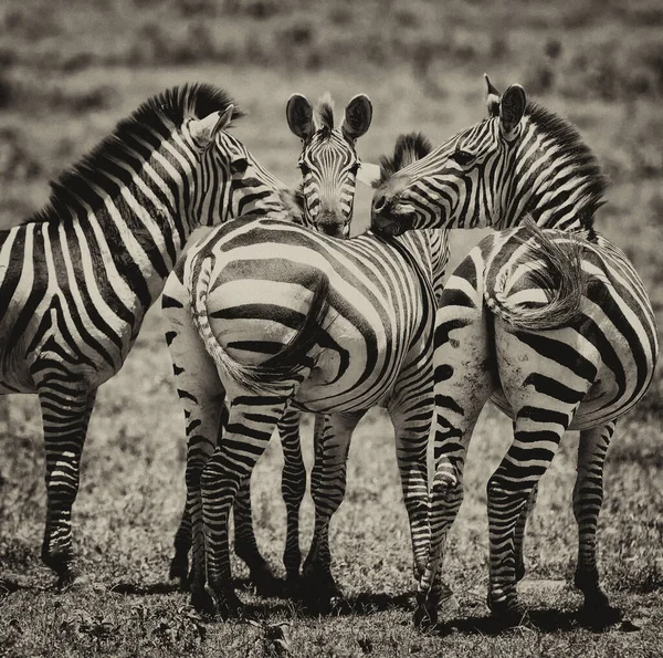 Zebras Cratera Ngorongoro Tanzânia — Fotografia de Stock