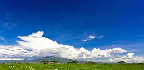 Bela Paisagem Com Campo Grama Verde Céu Azul — Fotografia de Stock