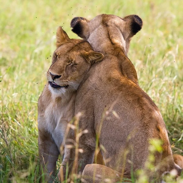 Lions Cubs Grass Ngorongoro Crater Tanzania — Foto Stock