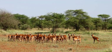 Impala antilopları, Tarangire Ulusal Parkı, Tanzanya
