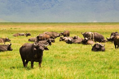 Kenya bozkırında bufalo