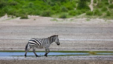 Zebralar Serengeti Milli Parkı, Tanzanya 'da