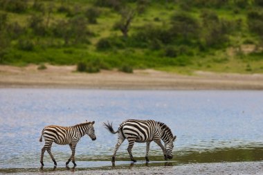 Zebralar Serengeti Milli Parkı, Tanzanya 'da