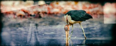 Bulanık bir arkaplanda pembe bir kuşun yakın plan çekimi.