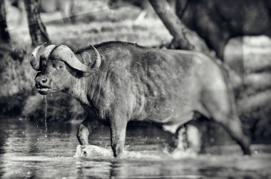Kenya Nakuru Ulusal Parkı 'ndaki nehirde bir bufalonun yakın plan fotoğrafı.